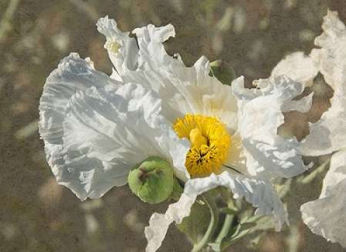 Garden Poppies Poster Print by George Johnson - Item # VARPDXPSJSN257