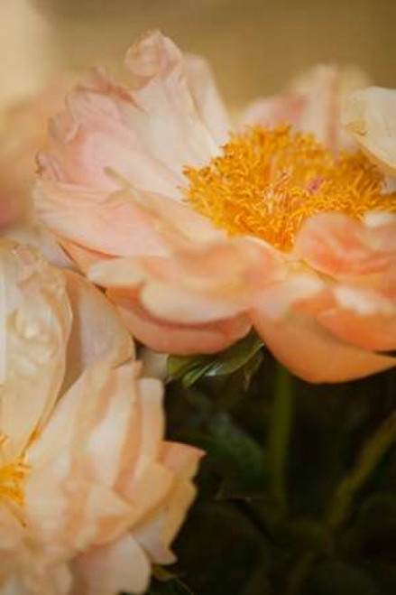 Peach Peonies II Poster Print by Karyn Millet - Item # VARPDXPSMLT466