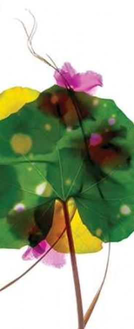 Leopard Leaf Poster Print by Julia McLemore - Item # VARPDXMCL104