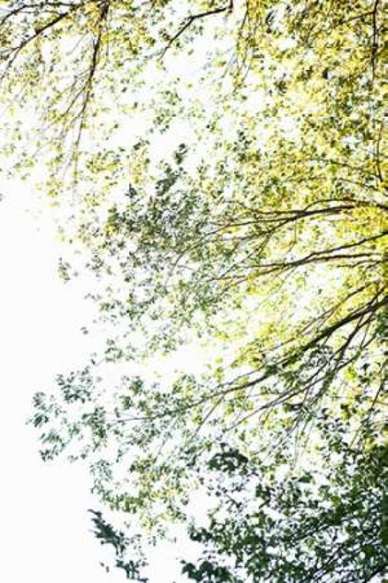 Trees II Poster Print by Karyn Millet - Item # VARPDXPSMLT548