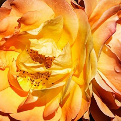 Yellow Fire Rose I Poster Print by Alan Hausenflock - Item # VARPDXPSHSF2081