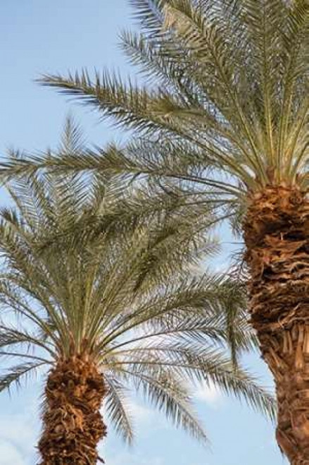 Below the Palms III Poster Print by Karyn Millet - Item # VARPDXPSMLT741