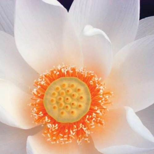 Lotus I Poster Print by Jim Christensen