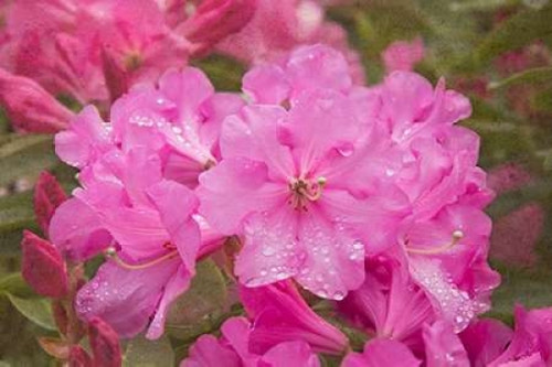 Pink Rhododendron Poster Print by George Johnson - Item # VARPDXPSJSN291