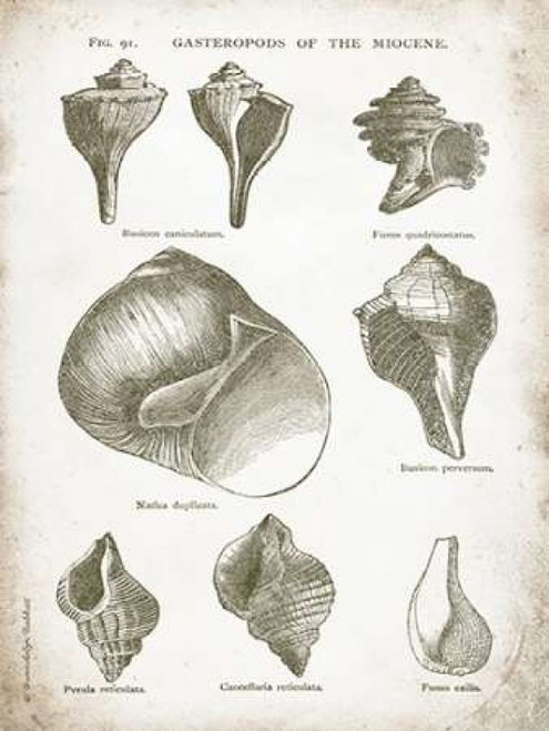 Vintage Shells II Poster Print by Gwendolyn Babbitt - Item # VARPDXBAB100