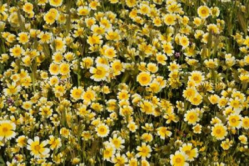 Yellow and White I Poster Print by Lee Peterson - Item # VARPDXPSPSN271