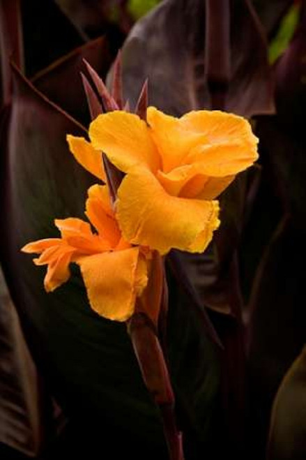 Orange Flower I Poster Print by George Johnson - Item # VARPDXPSJSN209