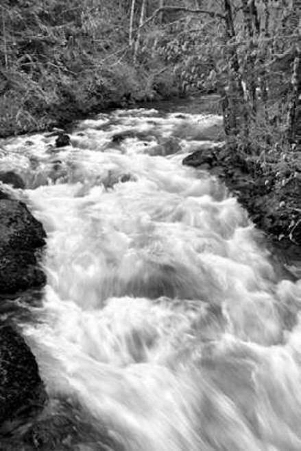 Hamma Hamma River BW Poster Print by Douglas Taylor - Item # VARPDXPSTLR618