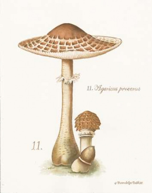 Mushroom I Poster Print by Gwendolyn Babbitt - Item # VARPDXBAB325