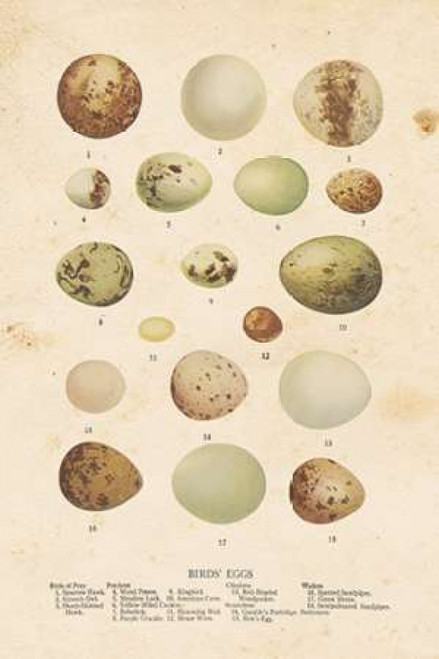 Birds Eggs II Poster Print by Gwendolyn Babbitt - Item # VARPDXBAB082