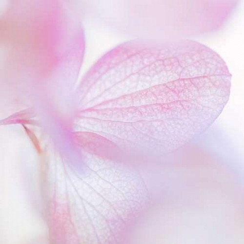 Pink Hydrangea I Poster Print by Kathy Mahan - Item # VARPDXPSMHN613