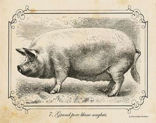 Farm Pig II Poster Print by Gwendolyn Babbitt - Item # VARPDXBAB086