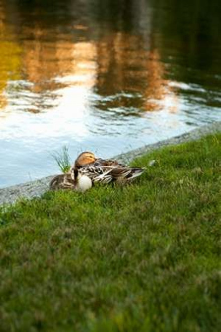 Ducks on the Pond Poster Print by Karyn Millet - Item # VARPDXPSMLT625 Ducks on the Pond Poster Print by Karyn Millet - Item # VARPDXPSMLT625