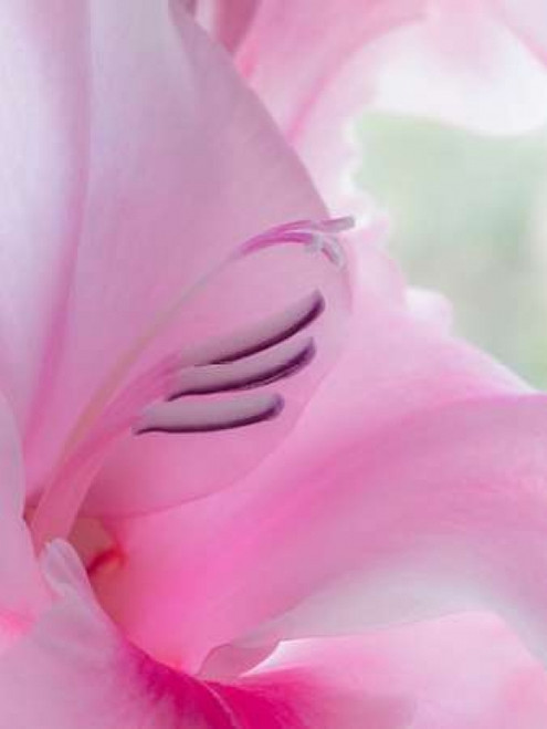 Gladiola Blossom I Poster Print by Kathy Mahan - Item # VARPDXPSMHN683