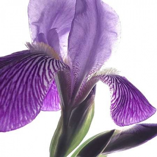 Purple Iris IV Poster Print by Monika Burkhart - Item # VARPDXPSBHT243 Purple Iris IV Poster Print by Monika Burkhart - Item # VARPDXPSBHT243