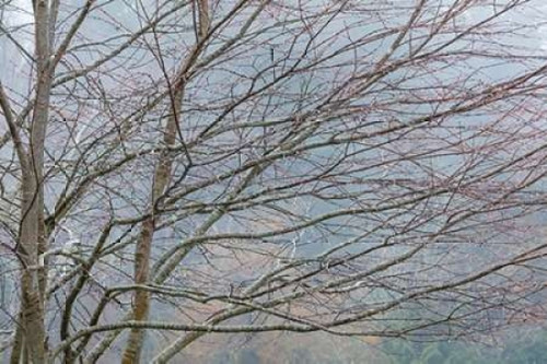 Foggy Winter II Poster Print by Kathy Mahan - Item # VARPDXPSMHN668