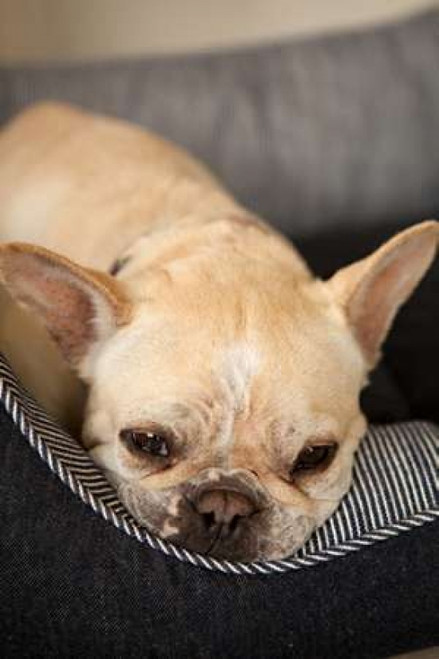 Resting II Poster Print by Karyn Millet - Item # VARPDXPSMLT610