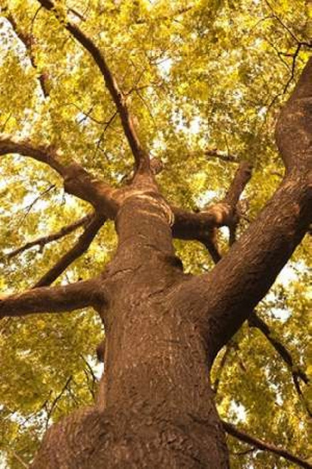 Up in the Trees II Poster Print by Karyn Millet - Item # VARPDXPSMLT592