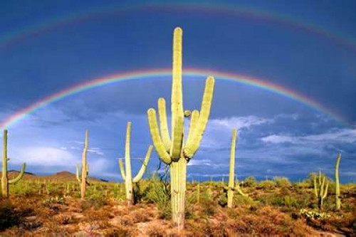 Desert Blessing I Poster Print by Douglas Taylor - Item # VARPDXPSTLR545