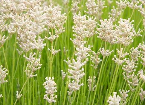 White on Green Field Poster Print by George Johnson - Item # VARPDXPSJSN259