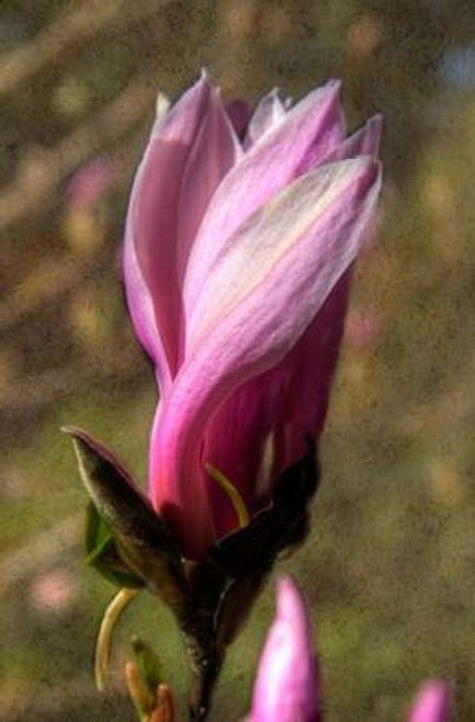 Pink Tulip Tree II Poster Print by George Johnson - Item # VARPDXPSJSN287