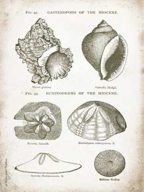 Vintage Shells I Poster Print by Gwendolyn Babbitt