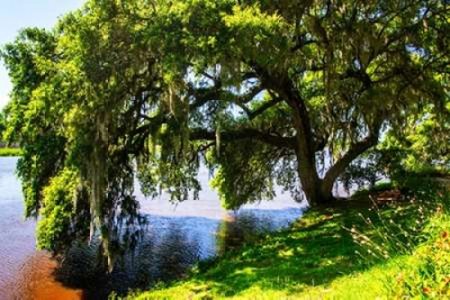 Ashley River Bank IV Poster Print by Alan Hausenflock - Item # VARPDXPSHSF2110