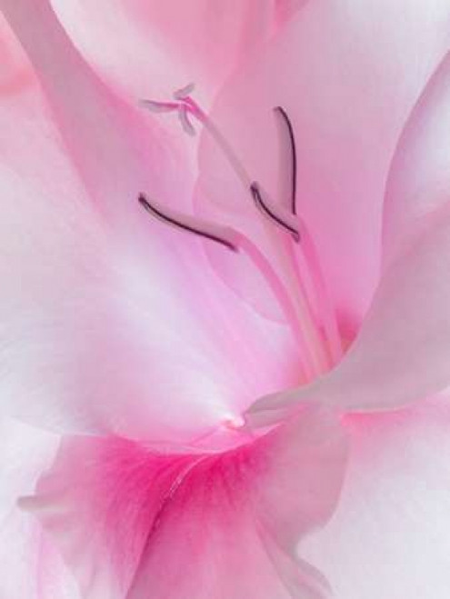 Gladiola Blossom II Poster Print by Kathy Mahan - Item # VARPDXPSMHN684