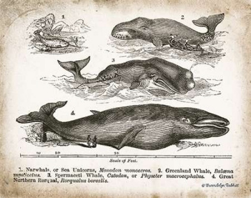 Antique Whales II Poster Print by Gwendolyn Babbitt