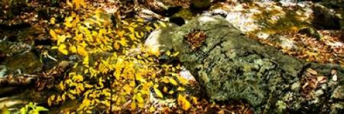 Forest Floor II Poster Print by Alan Hausenflock - Item # VARPDXPSHSF1988