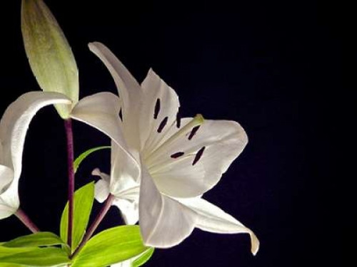 White Lilies I Poster Print by Monika Burkhart - Item # VARPDXPSBHT244 White Lilies I Poster Print by Monika Burkhart - Item # VARPDXPSBHT244