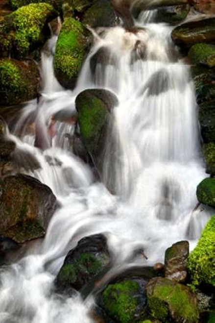 Trailside Waterfall IV Poster Print by Douglas Taylor - Item # VARPDXPSTLR629