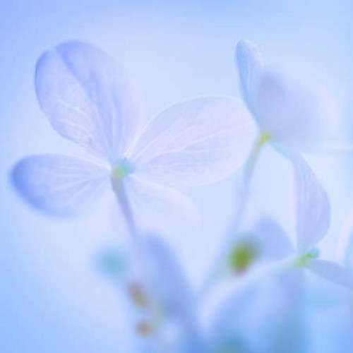 Hydrangea Blossoms I Poster Print by Kathy Mahan - Item # VARPDXPSMHN621
