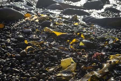 Rocky Shore III Poster Print by Rita Crane - Item # VARPDXPSCRN546