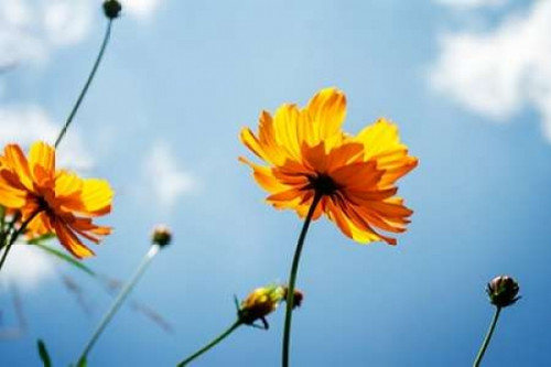 Reaching for the Sun I Poster Print by Alan Hausenflock - Item # VARPDXPSHSF2160