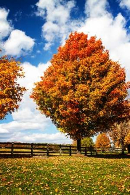 Trees of Gold I Poster Print by Alan Hausenflock - Item # VARPDXPSHSF2063