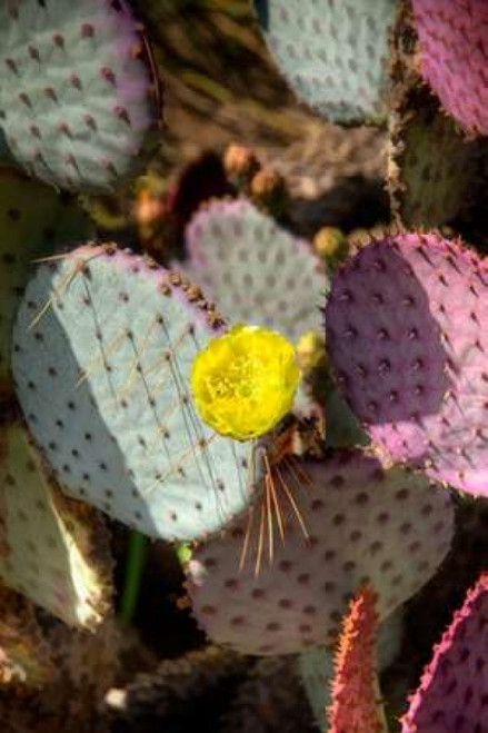 Cactus Flowers III Poster Print by George Johnson - Item # VARPDXPSJSN202