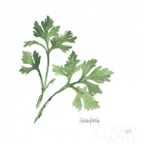 Italian Parsley v2 Poster Print by Chris Paschke - Item # VARPDX28466