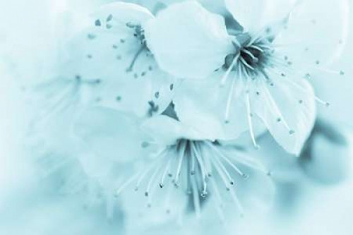 Cherry Blossom II Poster Print by Kathy Mahan - Item # VARPDXPSMHN680