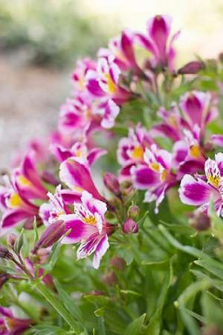 Purple and White II Poster Print by Karyn Millet - Item # VARPDXPSMLT694