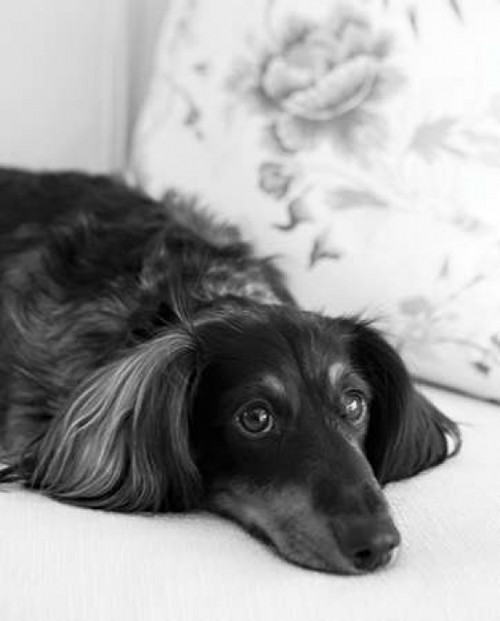 Dachshund Black and White Poster Print by Karyn Millet - Item # VARPDXMLT017