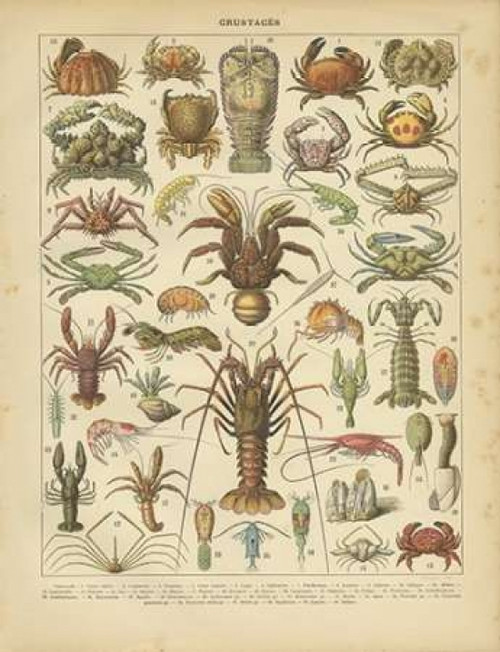 Crustaces Poster Print by Gwendolyn Babbitt - Item # VARPDXBAB060