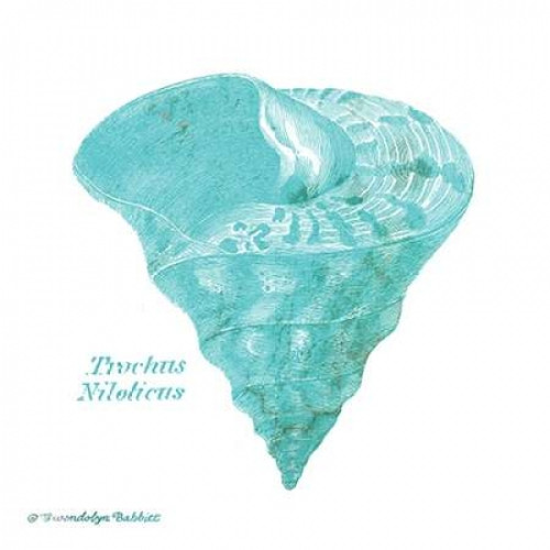 Shell on White III Poster Print by Gwendolyn Babbitt