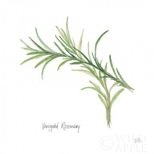 Variegated Rosemary v2 Poster Print by Chris Paschke - Item # VARPDX28468