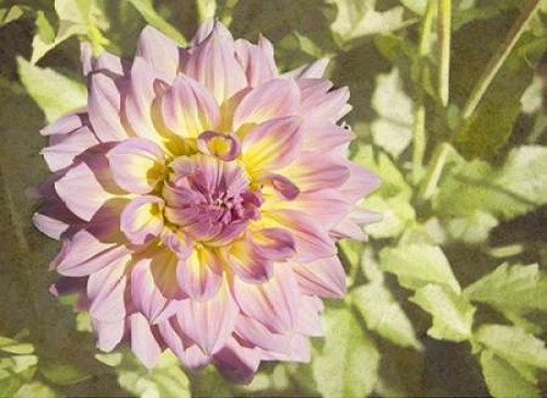 Garden Dahlias II Poster Print by George Johnson - Item # VARPDXPSJSN245