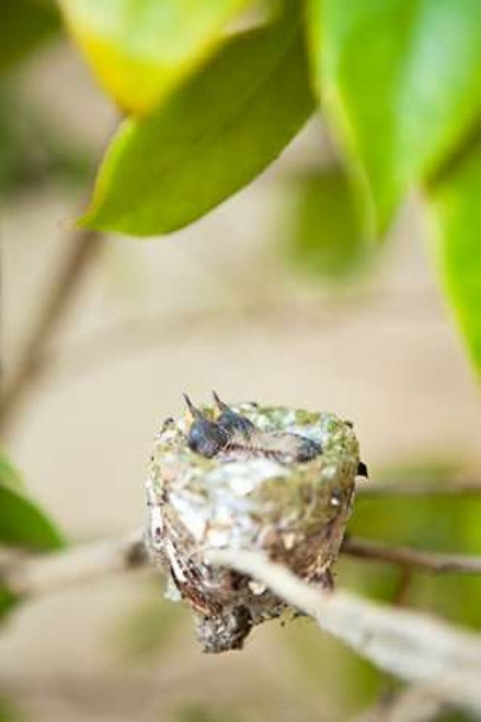 Hummingbird Nest Poster Print by Karyn Millet - Item # VARPDXPSMLT622