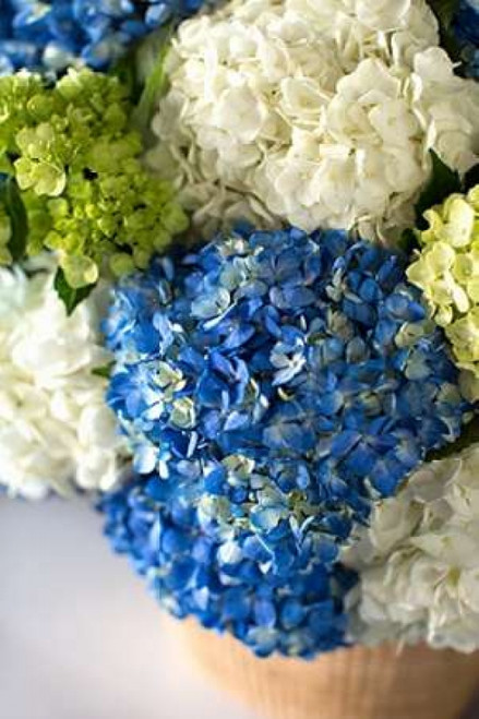 Hydrangea Bouquet Poster Print by Karyn Millet - Item # VARPDXPSMLT723
