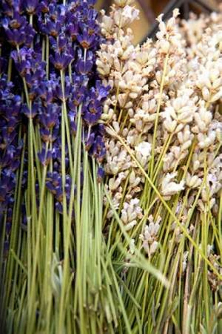 Cut Lavender II Poster Print by Karyn Millet - Item # VARPDXPSMLT498