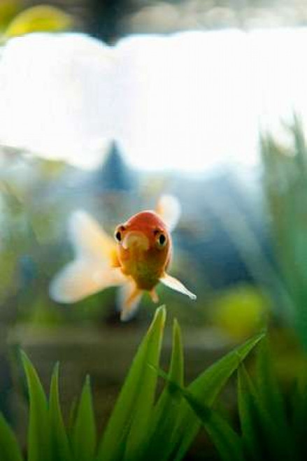Goldfish I Poster Print by Karyn Millet - Item # VARPDXPSMLT623