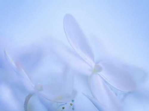 Lime Light Hydrangea IV Poster Print by Kathy Mahan - Item # VARPDXPSMHN628